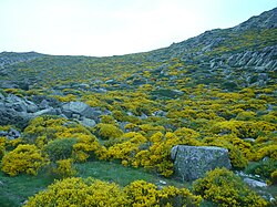 Piornal en flor en la sierra de Guadarrama