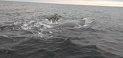 Detalle de la cabeza de una ballena franca austral