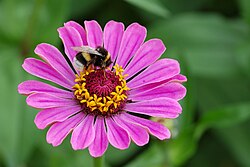 Zinnia elegans en su hábitat natural