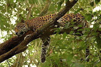 Panthera onca en su hábitat americano