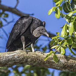 Fotografía de un Coragyps atratus posado mostrando su plumaje oscuro y cabeza sin plumas