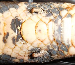 Espuelas pélvicas en boa constrictor