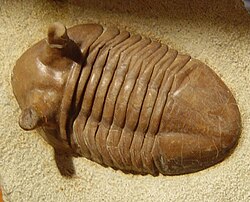 Asaphus kavalersky