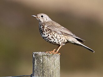 Ilustración del zorzal charlo (Turdus viscivorus)