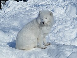 Zorro ártico adaptado al clima de la tundra