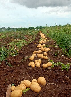 Patatas recolectadas