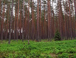 Bosque de pinos en Polonia
