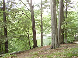 Bosque templado de Soignes en Bélgica