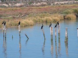 Cormoranes en el bajo Guadalquivir en el entorno de Doñana