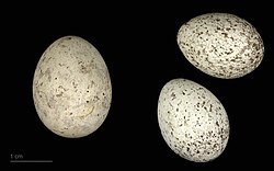 Cuculus canorus en un nido de Motacilla alba