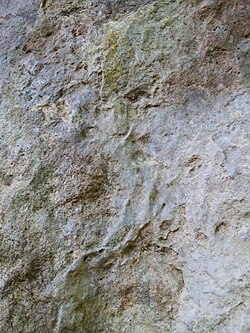 Grabado de cabeza de elefante sobre cabeza de oveja