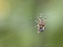 Una araña sobre su telaraña construida.