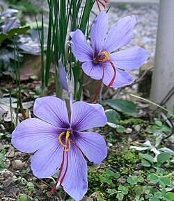 Detalle de la flor del azafrán