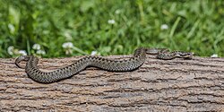 Fotografía de un ejemplar de Vipera berus sobre el terreno