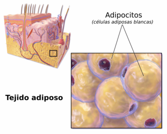 Representación de la estructura celular del tejido adiposo