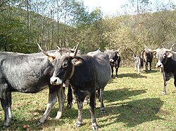 Grupo de vacas de raza tudanca en Cantabria.