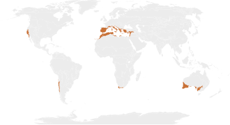 Mapa de localización mundial del bosque mediterráneo