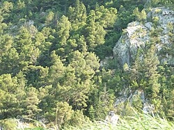 Bosque secundario de pino carrasco en Croacia