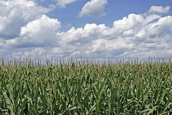 Campo de cultivo en Ohio