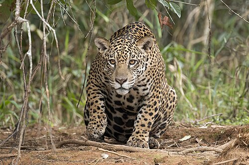 Ejemplar de jaguar en su hábitat natural