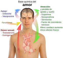 Esquema simplificado de la base química del amor