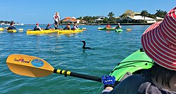 Guía de ecoturismo en kayak observando la fauna marina en aguas de Lido Key.