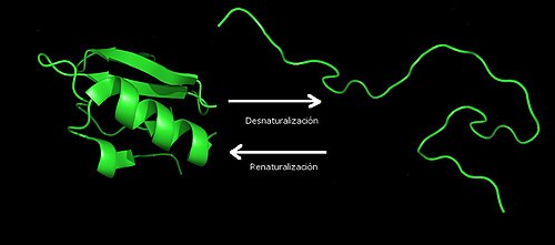 Diagrama de la desnaturalización de una proteína