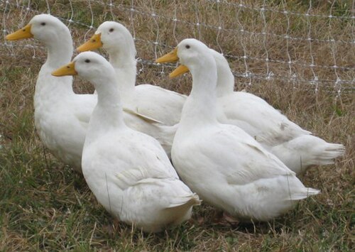 Patos pekineses