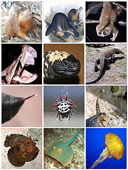 Diversidad de especies animales que producen veneno como mecanismo natural