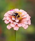 Cultivar de Zinnia elegans con pétalos bicolores