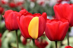 Mutación somática en un tulipán
