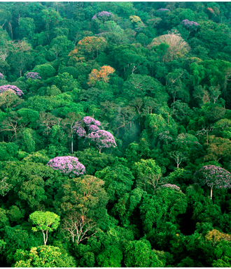 Selva macrotérmica en Barro Colorado, Panamá