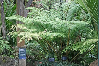 Marattia de gran porte