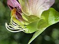 Detalle de los aparatos reproductores de la flor