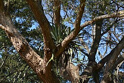 Bromelia en árbol en Bolivia