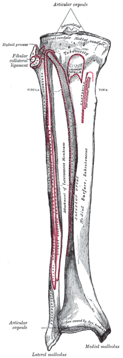 Inserciones musculares en la cara anterior de la tibia