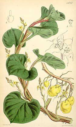 Ilustración taxonómica y detalles morfológicos de Ullucus tuberosus