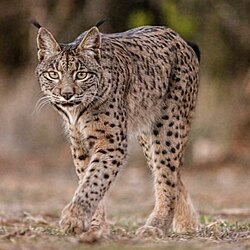 Ejemplar de Lynx pardinus en la provincia de Ciudad Real