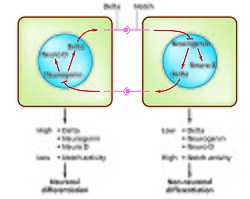 Diagrama del sistema Notch-delta