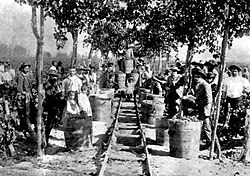 Inmigrantes alemanes cosechando en un viñedo
