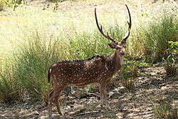 Chital en una zona protegida de la India.