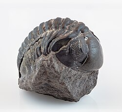 Fotografía de detalle del céfalon de un trilobite