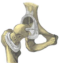 Esquema anatómico de la articulación de la cadera humana derecha uniendo el fémur con el coxal.
