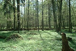 Bosque primario de Białowieża en Polonia