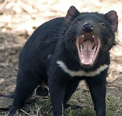Diablo de Tasmania en posición defensiva