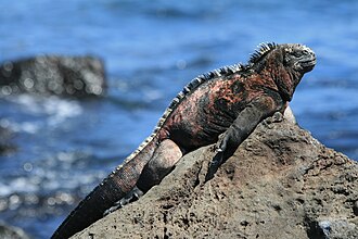 Iguana marina sobre rocas volcánicas en Galápagos