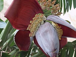 Flor del banano