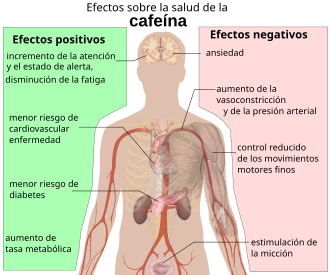 Ilustración conceptual de los efectos fisiológicos de la cafeína en la salud.