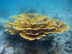 Acropora palmata en el Caribe