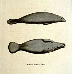 Ilustración histórica de un manatí africano realizada por Johann Andreas Fleischmann.